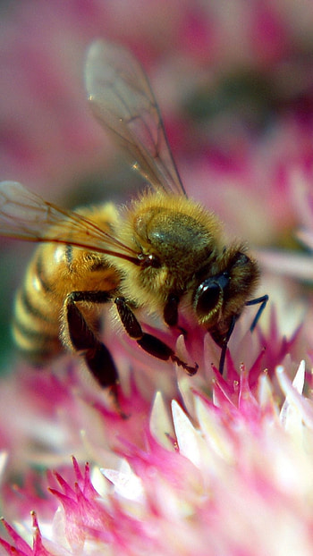 Bee, Flower pollination, Insect , Nature's harmony HD phone wallpaper