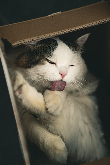 Animals, Cat, Fluffy, Pet, Nice, Sweetheart, Protruding Tongue, Tongue Stuck Out, Box HD phone wallpaper