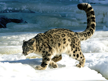 snow leopard,3, see my tail, on the prowl HD wallpaper