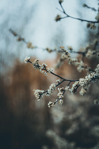 Flowers, Bloom, Flowering, Garden, Spring HD phone wallpaper