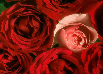 ROSAS VERMELHAS & ROSA, flor, vermelha, rosa, flora, natureza HD wallpaper