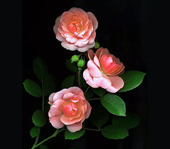 For Lena - Friendship, happiness, health, pink, white, green leaves, roses, black background HD wallpaper