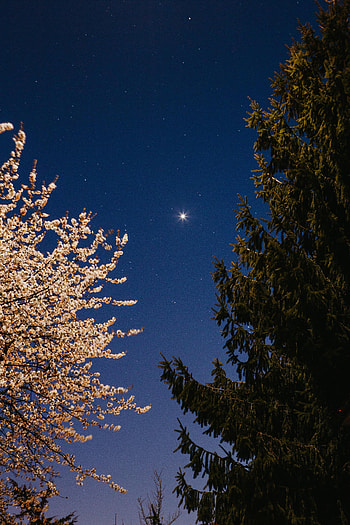 Nature, Trees, Starry Sky, Bloom, Flowering, Fir, Spruce HD phone wallpaper