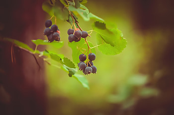 Leaves, Macro, Branch, Berry, Irga, Juneberry HD wallpaper