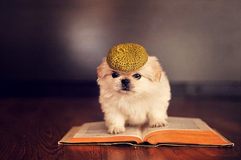 Scholar, sweet, pay, dogs, puppies, cute, beautiful, beauty, playful, playful dog, puppy, dog face, pretty, animals, face, bubbles, lovely HD wallpaper