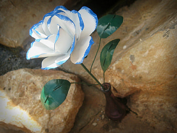 Variegated White Rose, BEAUTY, FLOWERS, ROSES, NATURE HD wallpaper