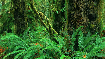 Enchanting scenery, Pacific Northwest charm, Verdant rainforest, Captivating backdrop HD wallpaper