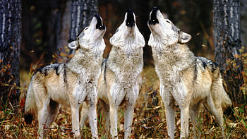Chorus, animal, howl, wolf, lup HD wallpaper