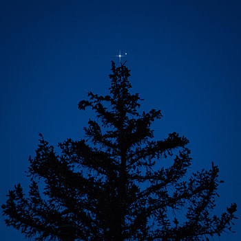 Stars, Night, Dark, Silhouette, Wood, Tree HD phone wallpaper