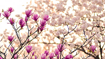Purple magnolia blooms, Spring blossom beauty, Branches in bloom, Stunning flowers HD wallpaper