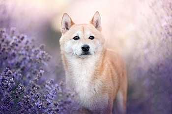 Shiba-Inu, animal, Shiba, Dog, Inu HD wallpaper