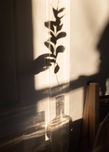 Artistic shadow of a plant and hand projected on a wall, creating a warm and serene atmosphere indoors. HD phone wallpaper