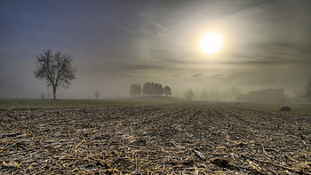 corn field in morning fog, fog, field, sunrise, tree HD wallpaper