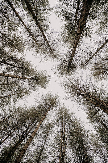 Nature, Trees, Sky, Pine, Bottom View HD phone wallpaper