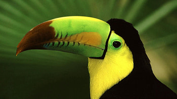 Animals, Bird, Beak, Color, Toucan, Exotic HD wallpaper