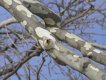Sycamore Tree, Purdue Fort Wayne HD wallpaper