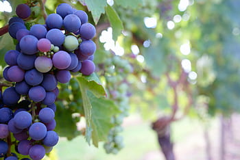 A vibrant bunch of ripe grapes hanging on a vine in a sunlit vineyard. HD wallpaper