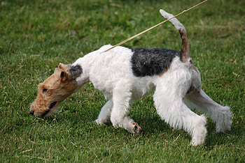 Fox Terrier, dfh, xdfg, fh HD wallpaper
