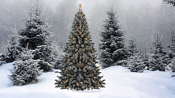 Snow falling on Christmas tree, Captivating , Festive vibes, Holiday spirit HD wallpaper
