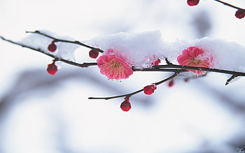 Plants, Winter, Flowers, Snow HD wallpaper