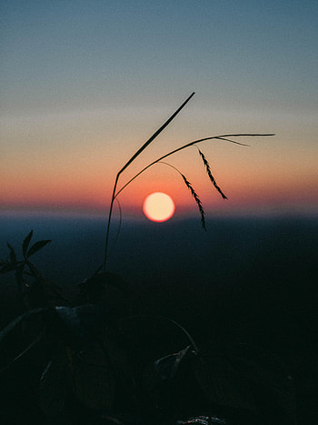 Nature, Sunset, Grass, Sun, Evening, Ears, Spikes HD phone wallpaper