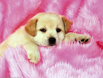 Cute little puppies, Heart-melting charm, Playful antics, Puppy joy HD wallpaper