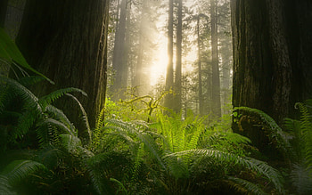 Sequoia Forest, trees, sequoias, forest, fern HD wallpaper