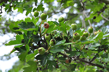 Hawthorn Berry Nature, Facts Health Benefits HD wallpaper