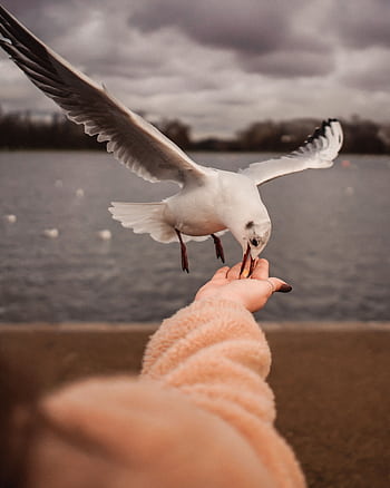 A seagull gracefully lands on a hand for food by a tranquil lake. HD phone wallpaper