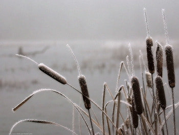 Winter, Nature, Hoarfrost, Frost, Reeds HD wallpaper