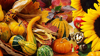 Thanksgiving Tag - Autumn Vegetables Fall Pumpkin Nuts Leaves Garden Apples Harvest Squash Sunflowers Acorns Gourds HD wallpaper