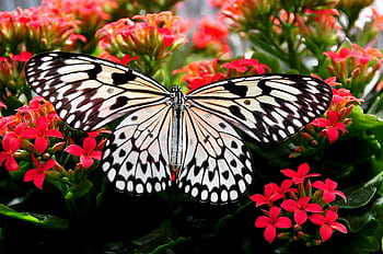 Close-up of a paper kite butterfly perched on vivid red flowers, showcasing delicate patterns. HD wallpaper