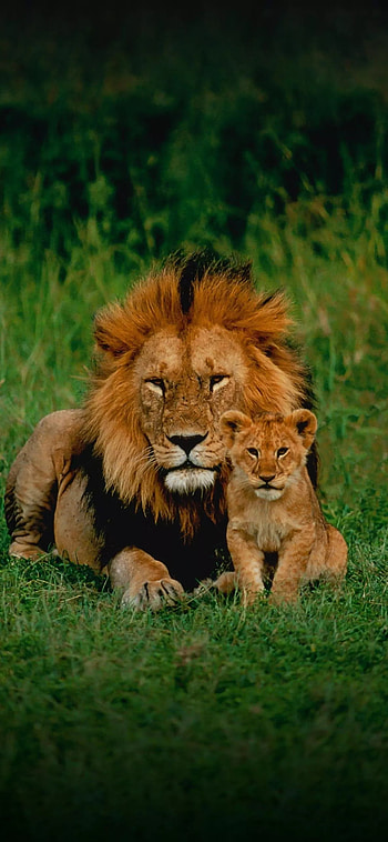 Lion the king of jungl, nature, animal HD phone wallpaper