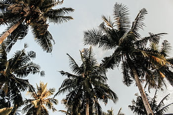 A calming view of lush tropical palm trees reaching towards the clear blue sky. HD wallpaper