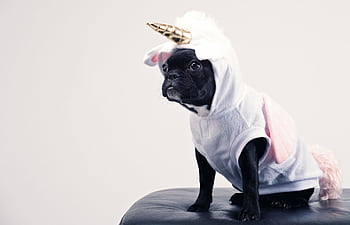 Cute French Bulldog dressed as a unicorn sitting on a leather stool. Perfect for playful pet-themed content. HD wallpaper