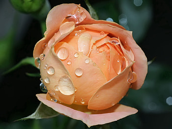 Miniature_roses, pink, roses, leaf, nature, flowers, water HD wallpaper