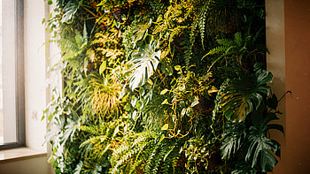 Verdant Living Wall —, Vertical Garden HD wallpaper