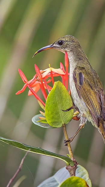Sunbird, Adorable Bird HD phone wallpaper