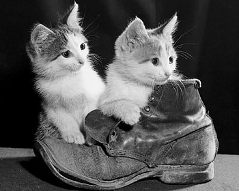 kittens in a boot, sweet, animal, white, black, cute, kittens, boot, animals, lindos, amigo, natureza HD wallpaper