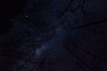 Nature, Trees, Night Sky, Branches, Bottom View HD wallpaper