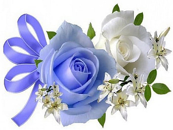 For my friends on Nexus, blue, white, roses, green, ribbon white flowers HD wallpaper
