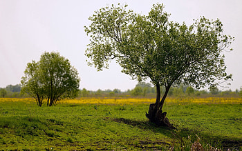 Nature, Trees, Summer, Field HD wallpaper