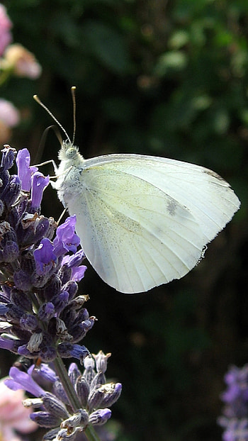 White Butterfly, Beautiful, Adorable, Background HD phone wallpaper