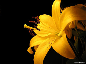 She`ll love it, yellow, flower HD wallpaper