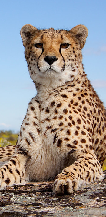 Magnificent animal cheetah, Grace and agility, Captivating predator, Nature's masterpiece HD phone wallpaper