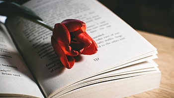 Red tulip in a book, Flowers, Tulip, Book, Red HD wallpaper