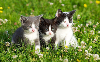 Animals, Grass, Spotted, Three, Kittens HD wallpaper