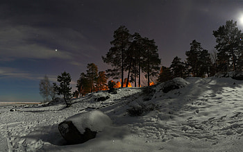 Snow Trees graphy, winter, trees, snow, nature HD wallpaper
