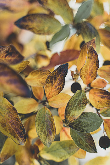 Nature, Autumn, Leaves, Branch, Veins HD phone wallpaper