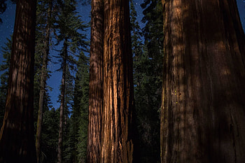 California's giants, Redwood and whale wonders, Nature's marvel, Size evolution HD wallpaper